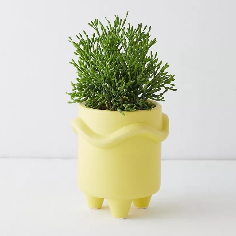 NWT Urban Outfitters Small Iggy Plant Pot